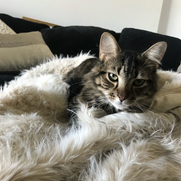 Meet Your Posher, Lauren! - Picture 4 of 6